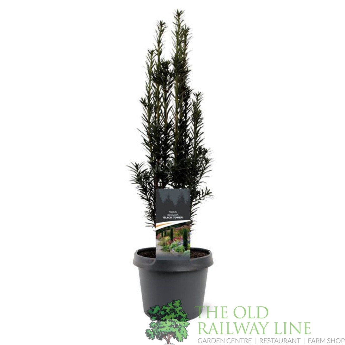 Garden Centre Fresh Taxus Baccata 19cm Pot