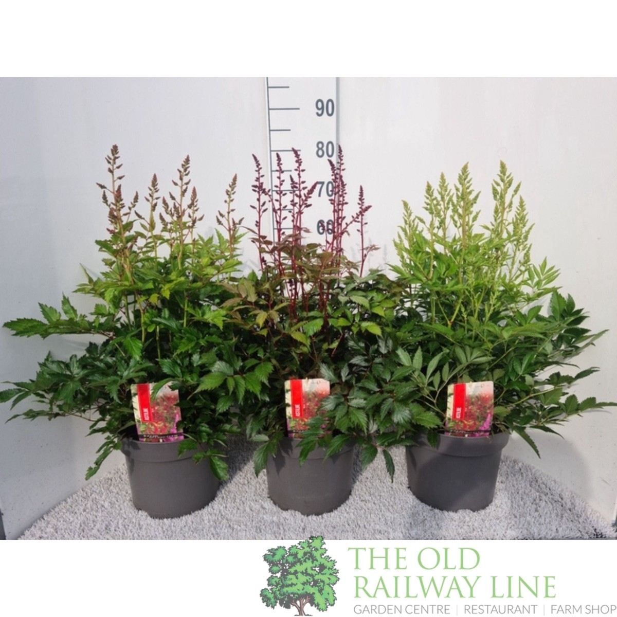 Green Inspiration Astilbe Mixed 7.5Ltr Pot (Choice of 3)