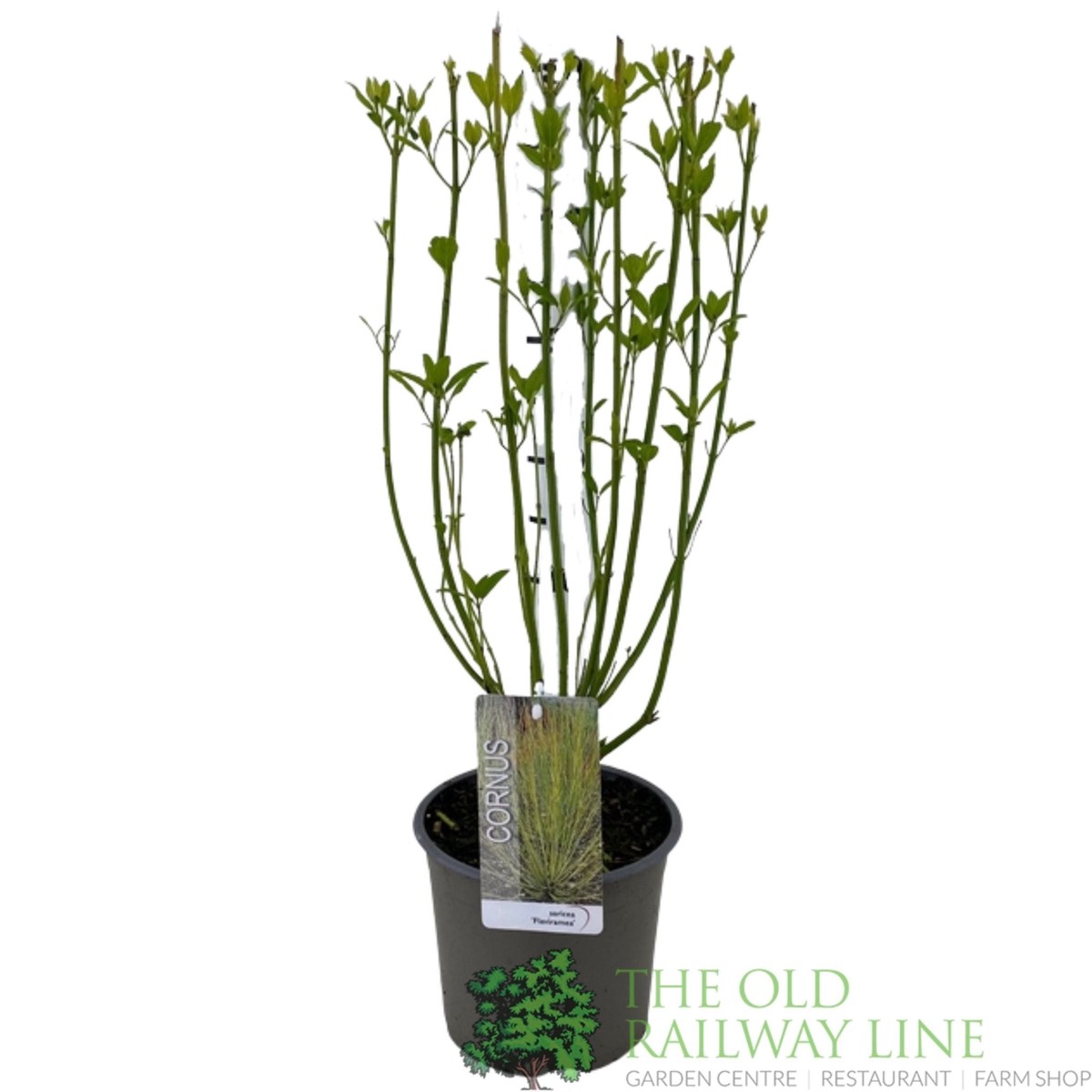 Green Inspiration Cornus sericea 'Flaviramea' 5Ltr Pot