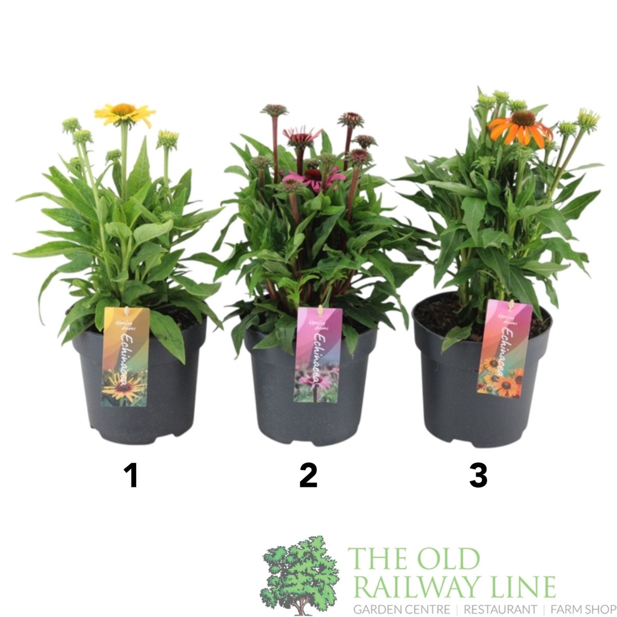 Green Inspiration Echinacea Mixed 2Ltr Pot (Choice of 3)