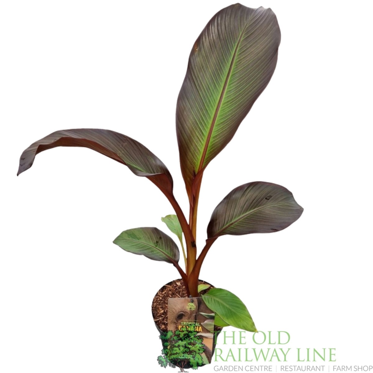 Green Inspiration Ensete ventricosum 'Maurelli' Tropical Banana 7.5Ltr Pot