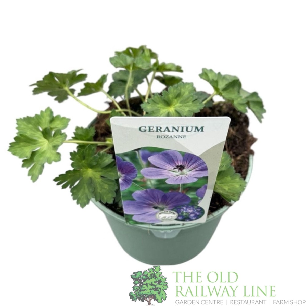Green Inspiration Geranium 'Rozanne' 2Ltr Pot