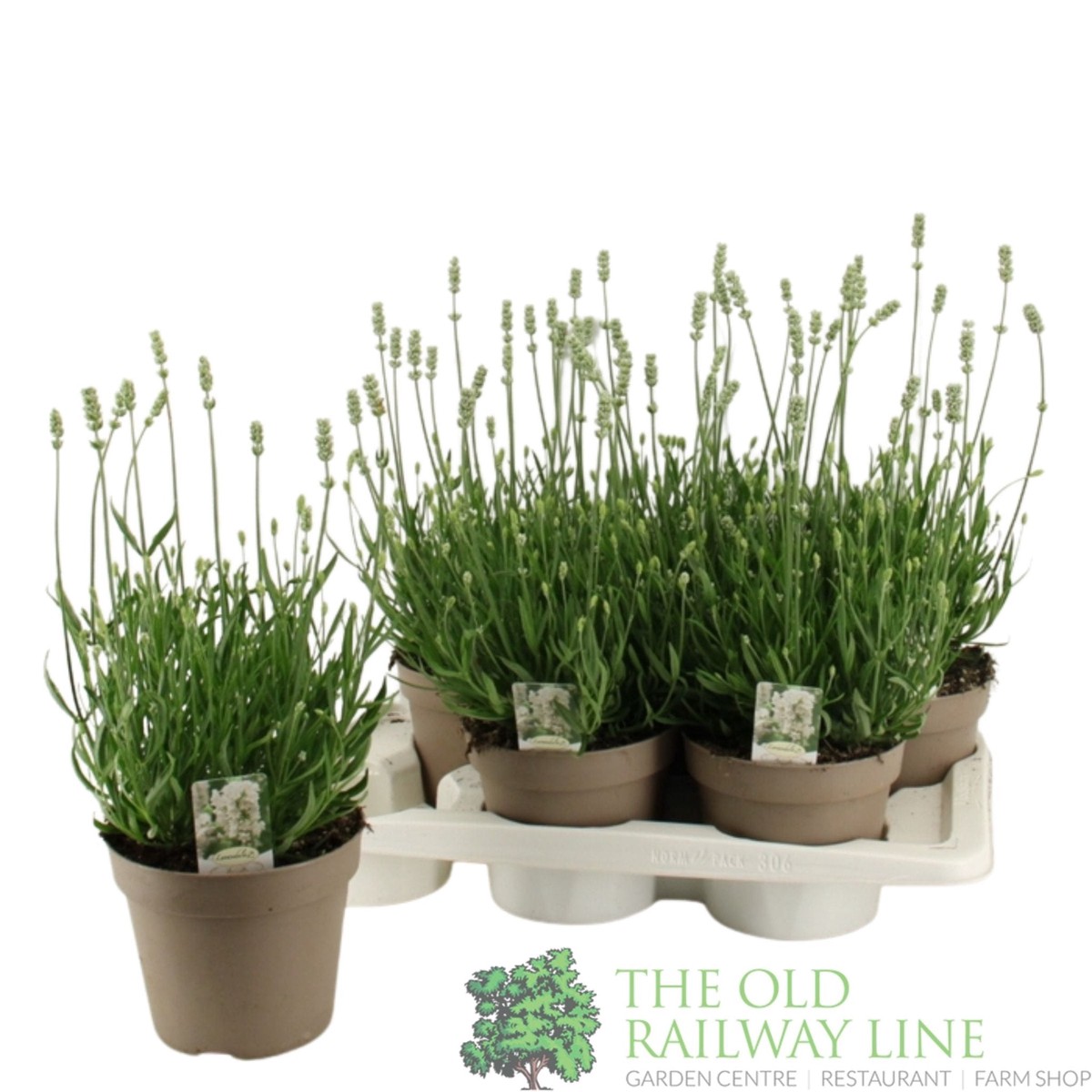 Green Inspiration Lavandula Angustifolia 'Aromance White' 2Ltr Pot