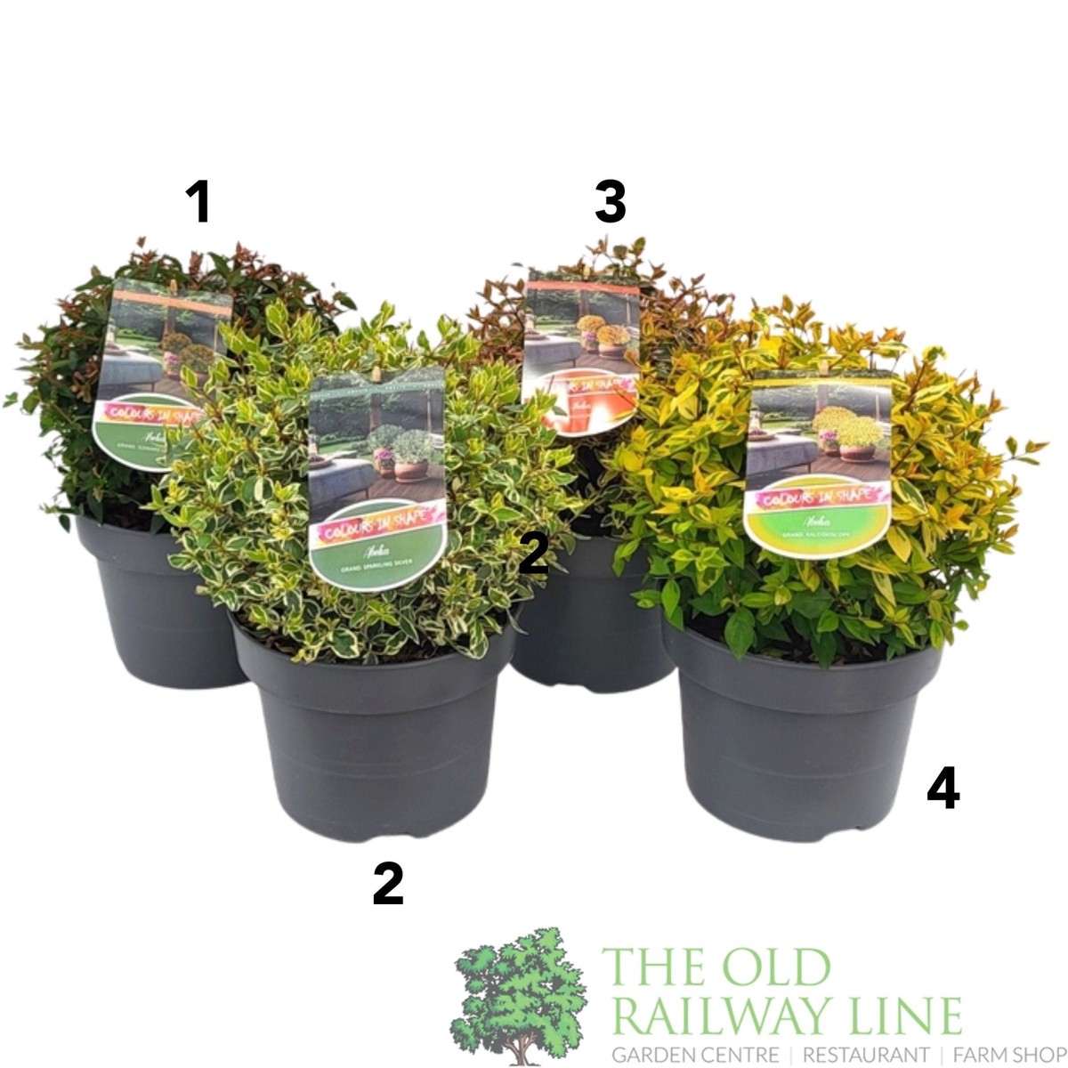 Abelia x grandiflora Ball Mixed 5Ltr Pot (Choice of 4)