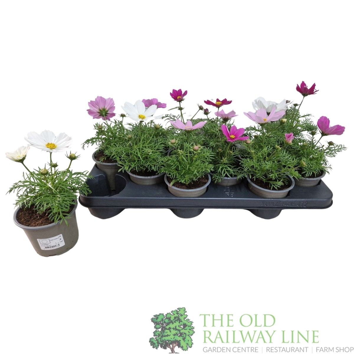 Cosmos Mix 10.5cm Pot