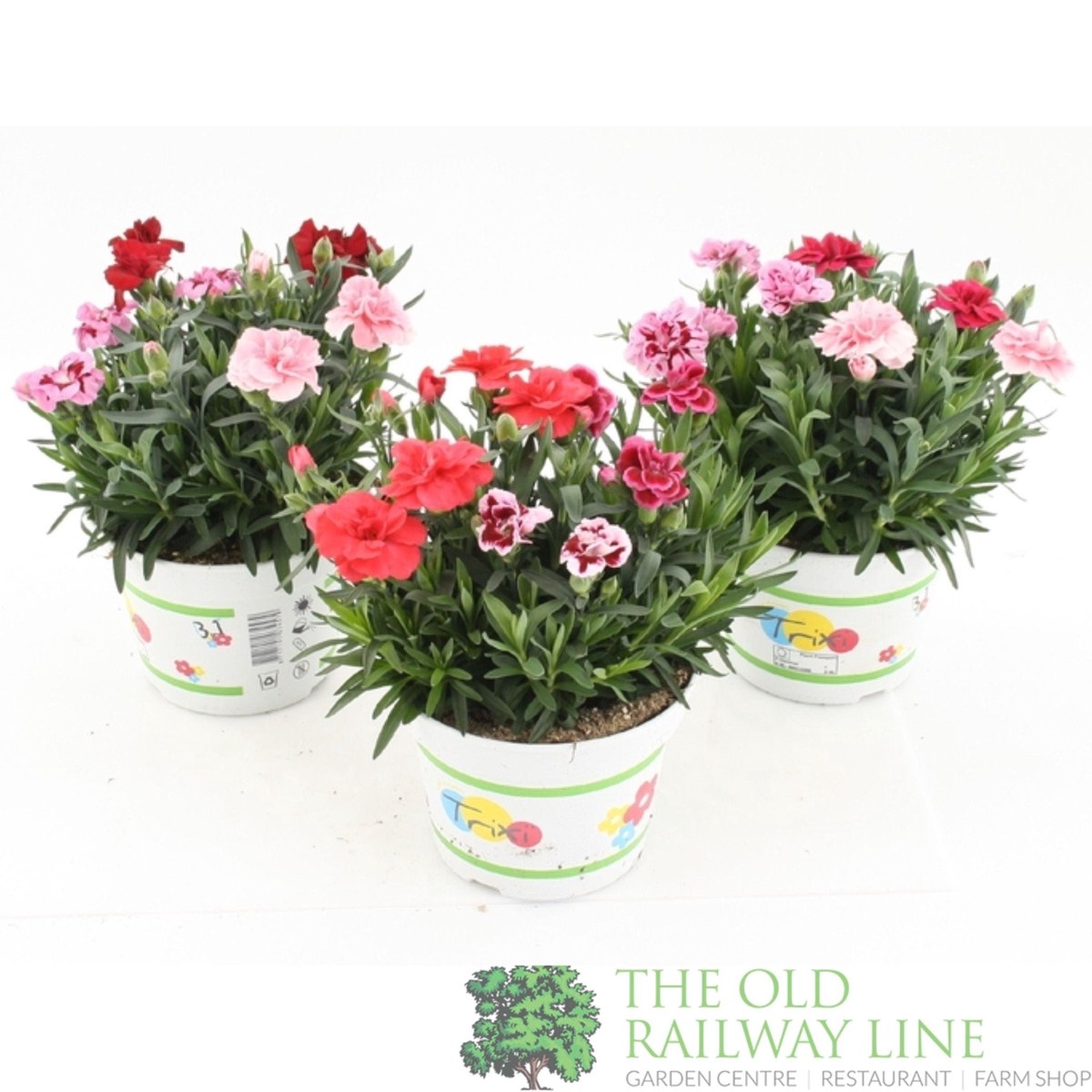 Dianthus 'Oscar Trixi' Mix 15cm Pot
