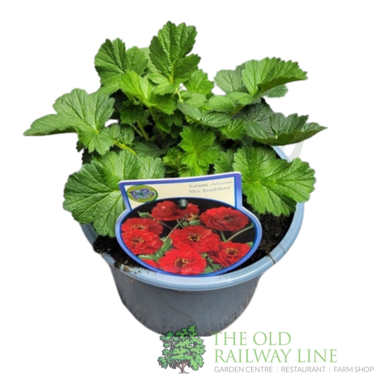 Green Inspiration Geum 'Mrs Bradshaw' 2Ltr Pot