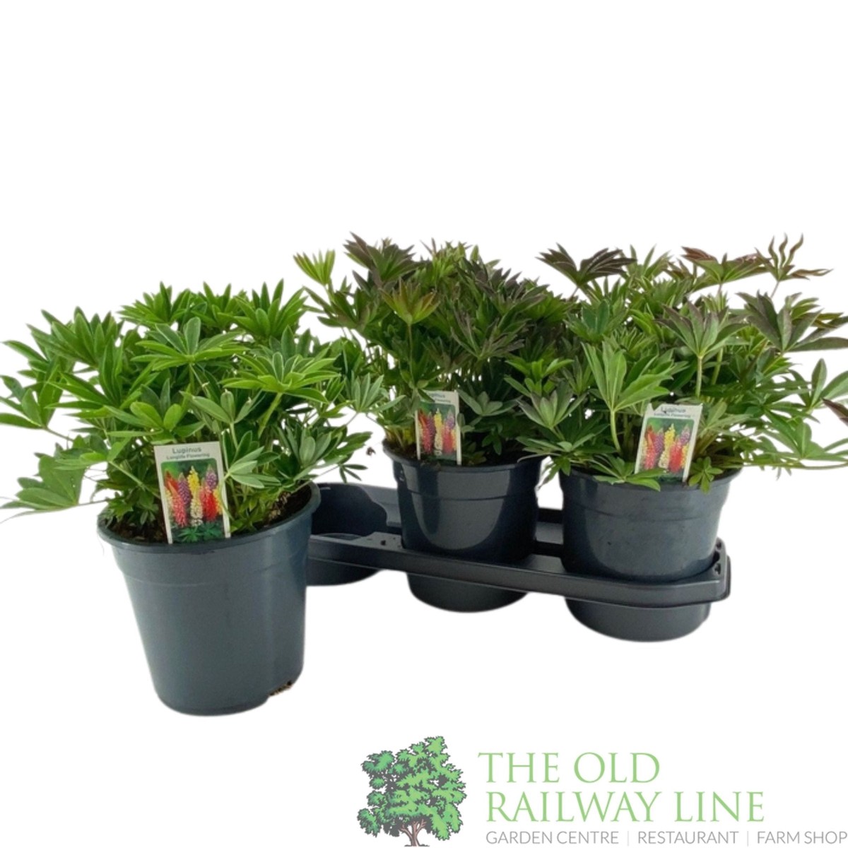 Green Inspiration Lupin Mixed 3Ltr Pot