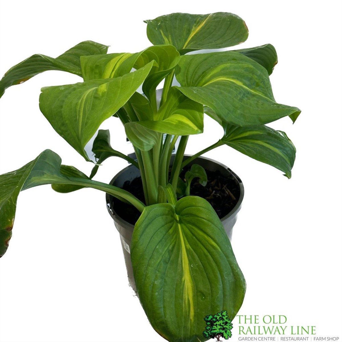 Hosta 'Emerald Charger' Plant 3Ltr Pot