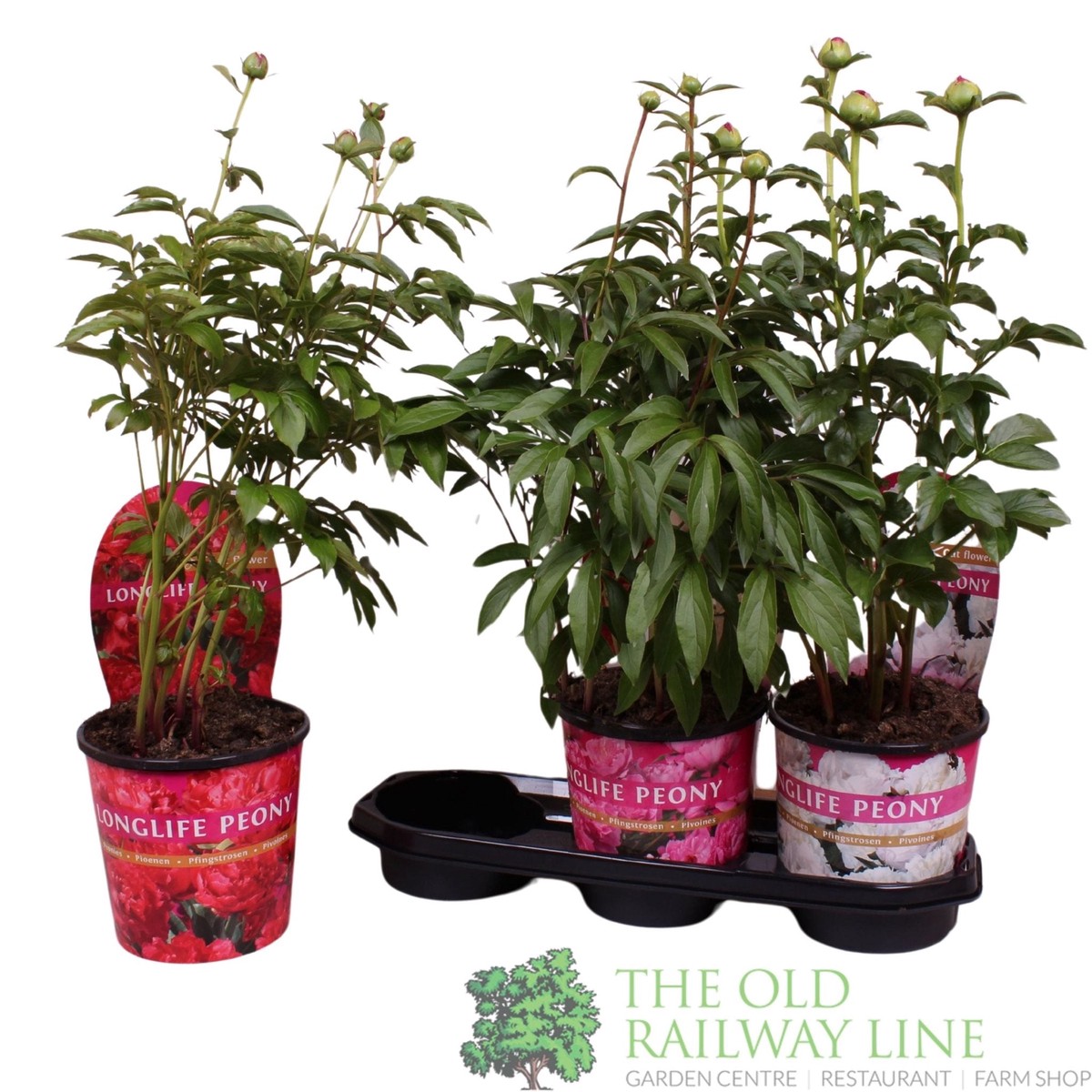 Paeonia Longlife Mixed 3Ltr Pot (Choice of 3)