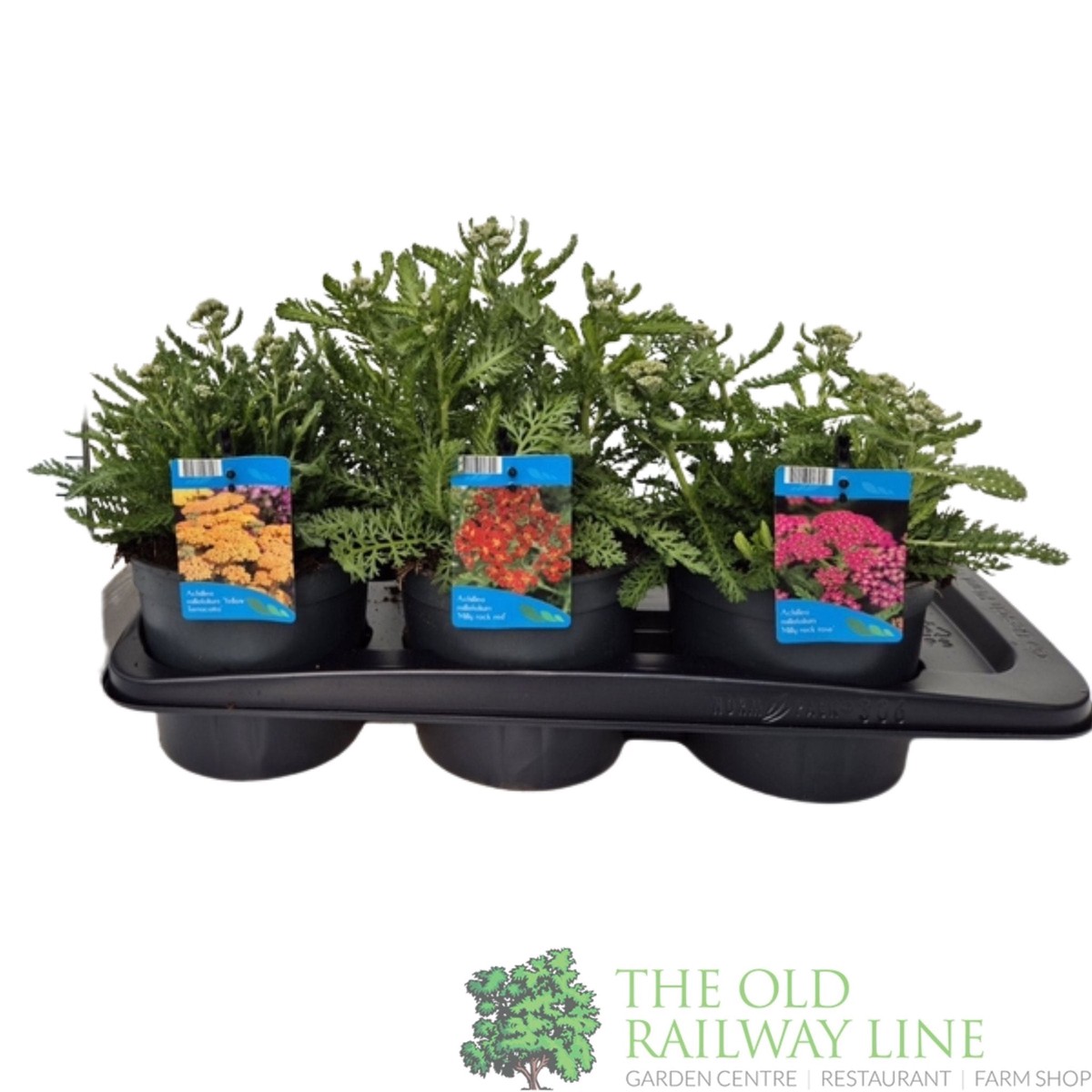 Achillea 'Milly Rock' Mixed 2ltr Pot (Choice of 3)