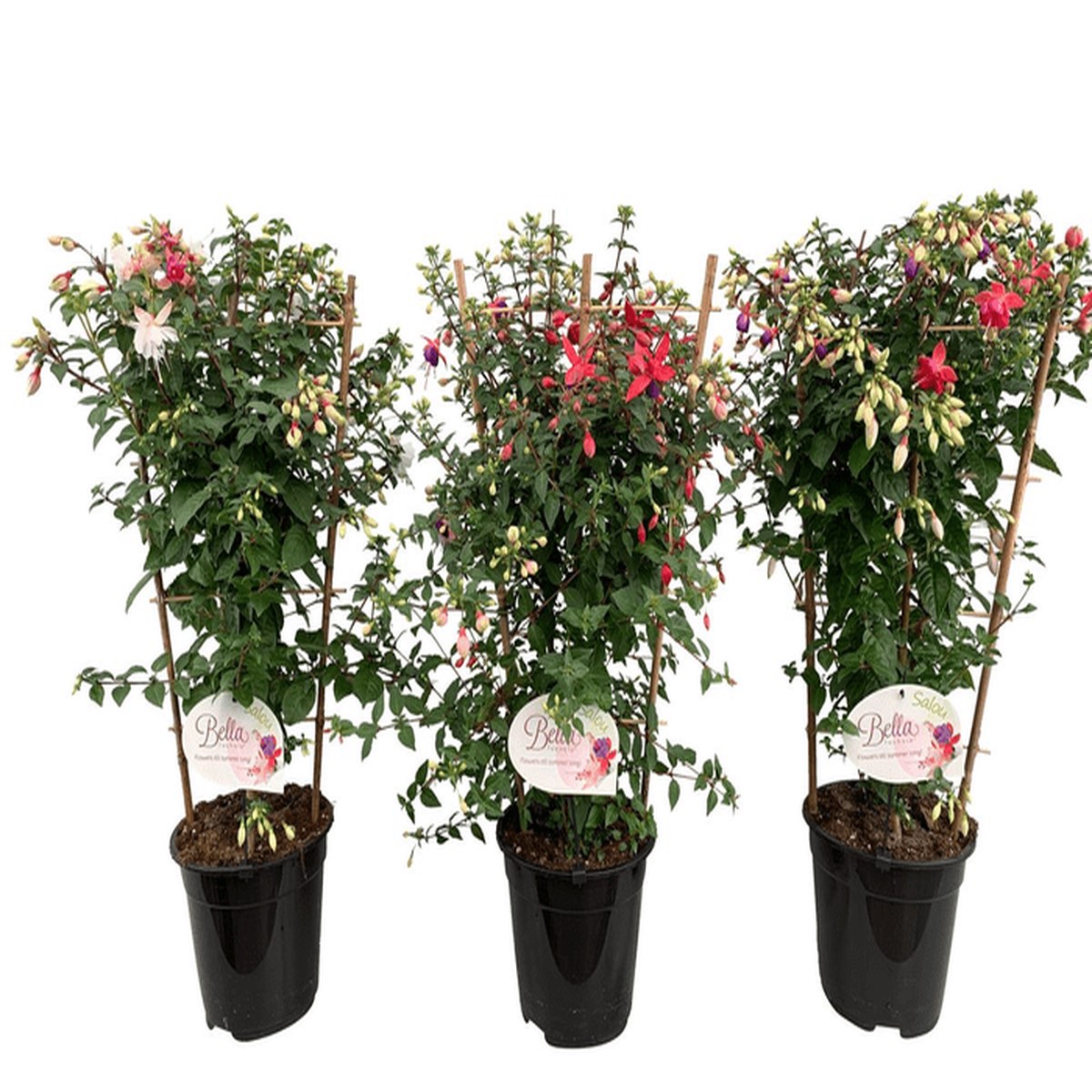 Fuchsia 'Salou' 3Ltr Pot on Frame