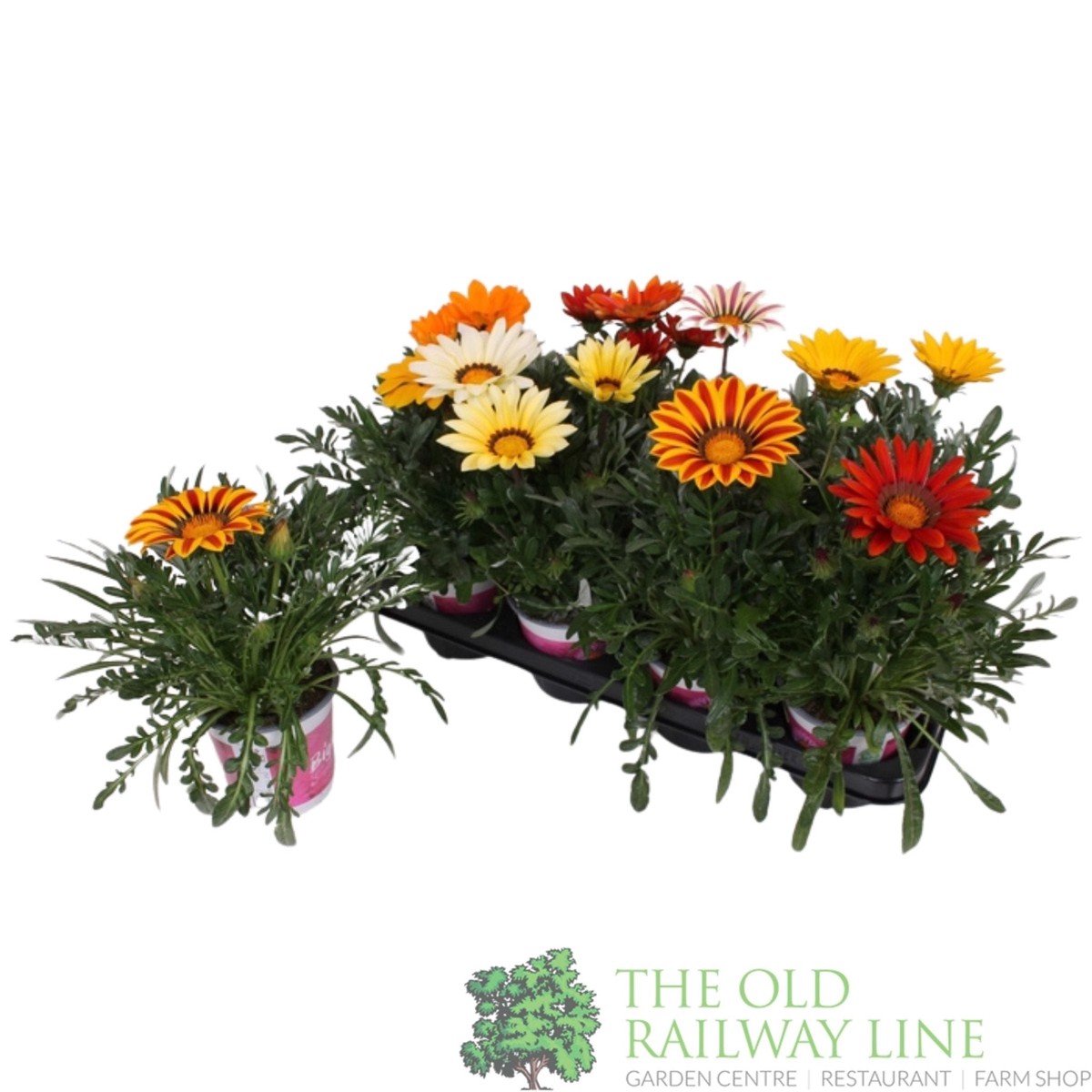 Gazania Rigens 'BigKiss' mixed 13cm Pot