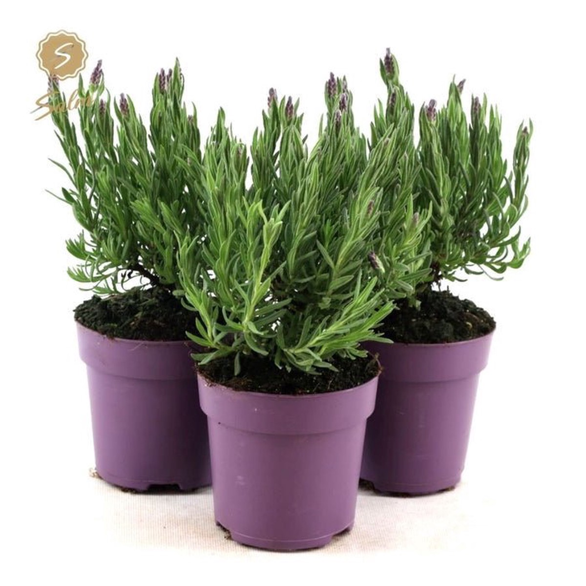 Green Inspiration Lavandula Stoechas 'Anouk' 10.5cm Pot