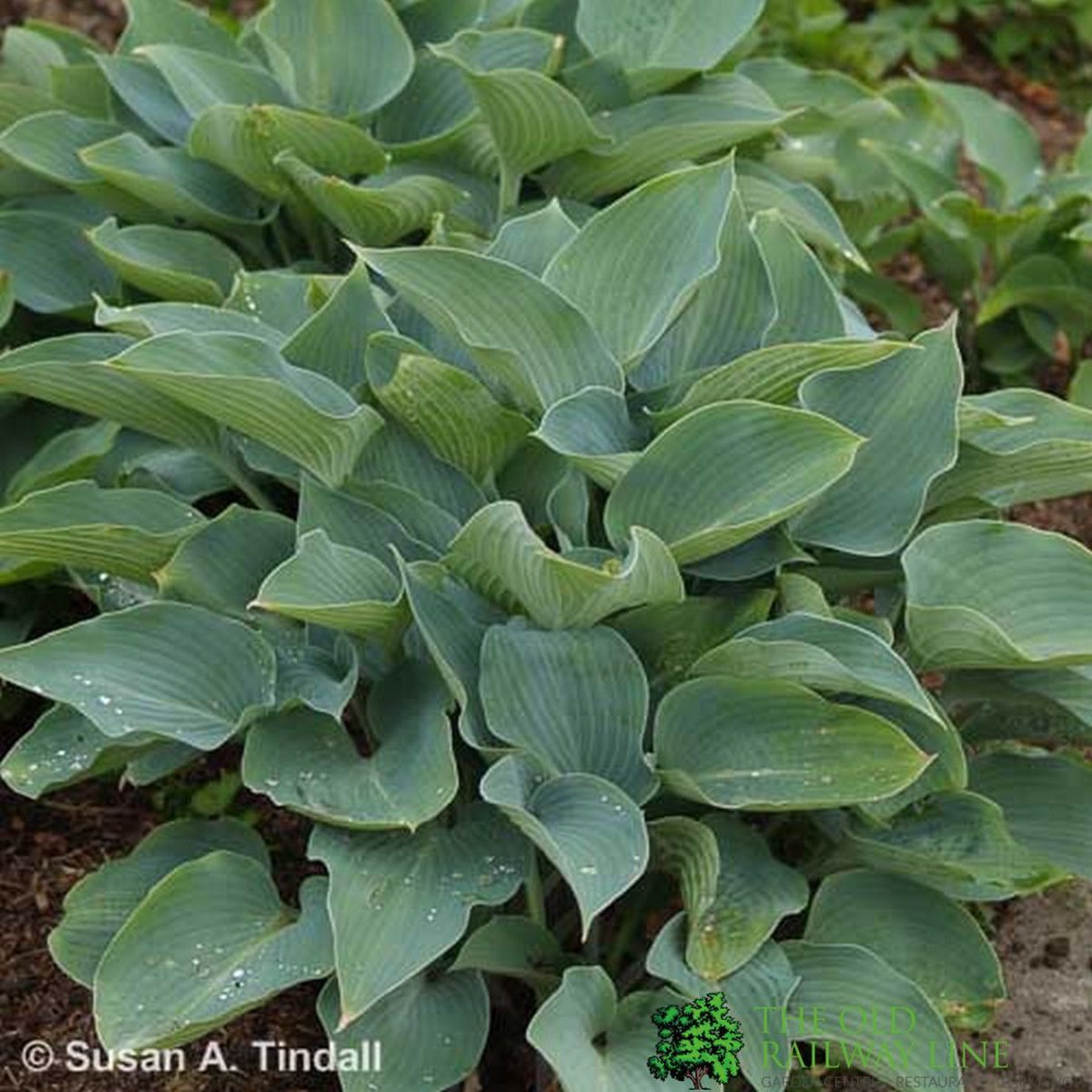 New Arrival Hosta 'Halcyon' Plant 3Ltr Pot