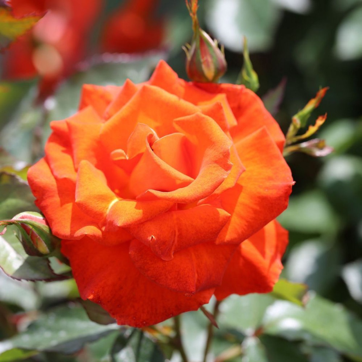 Whartons 'Burning Desire' Orange Floribuna Rose 3Ltr Pot