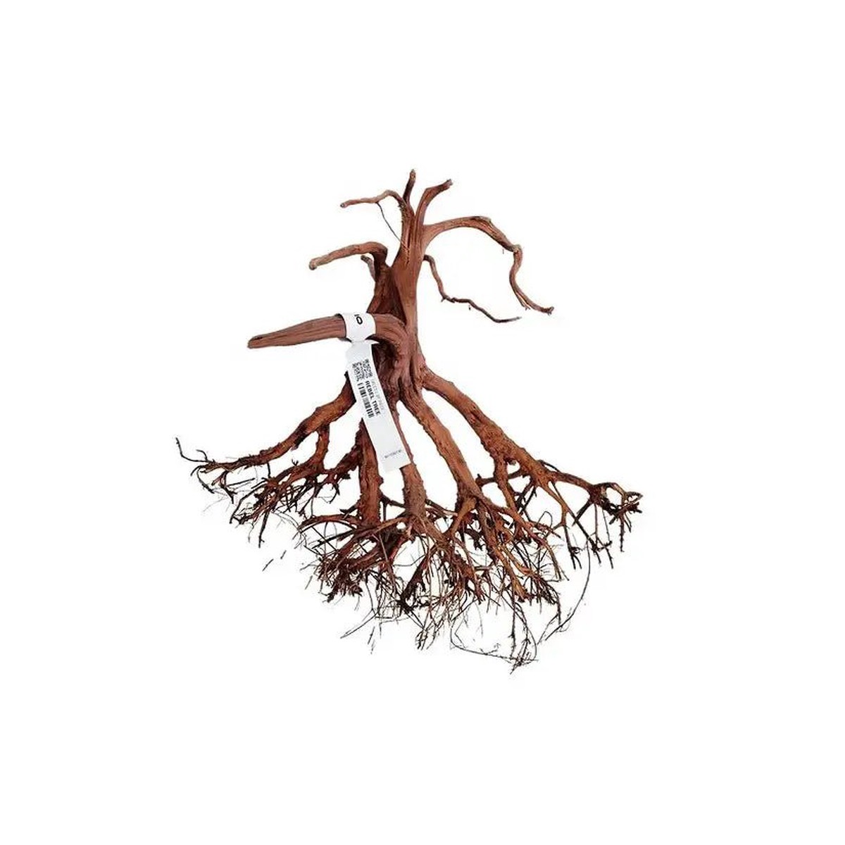 WIO - Rebel Wood - S - Root Aquarium Fish Tank Ornament Decor (15 to 30 cm)