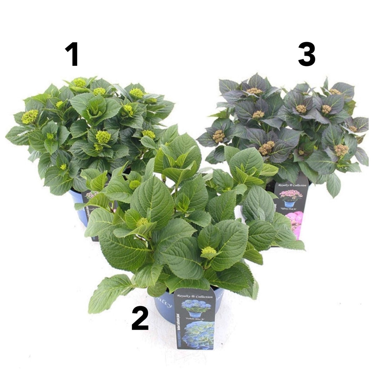 Green Inspiration Hydrangea macrophylla 'Royalty' Mixed 20cm Pot (Choice of 3)