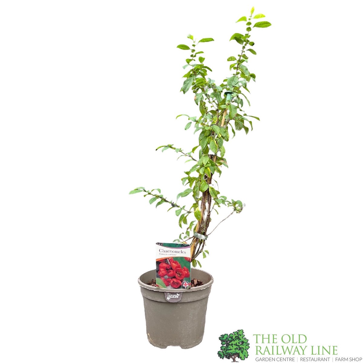 Chaenomeles x Superba 'Crimson and Gold' Plant 3Ltr