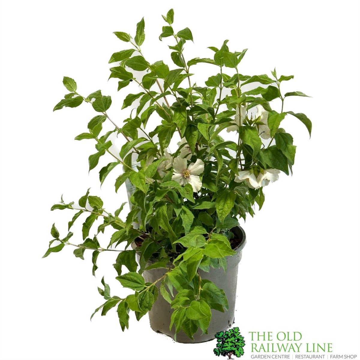 Philadelphus 'Belle Etoile' Mock Orange Plant 3Ltr Pot
