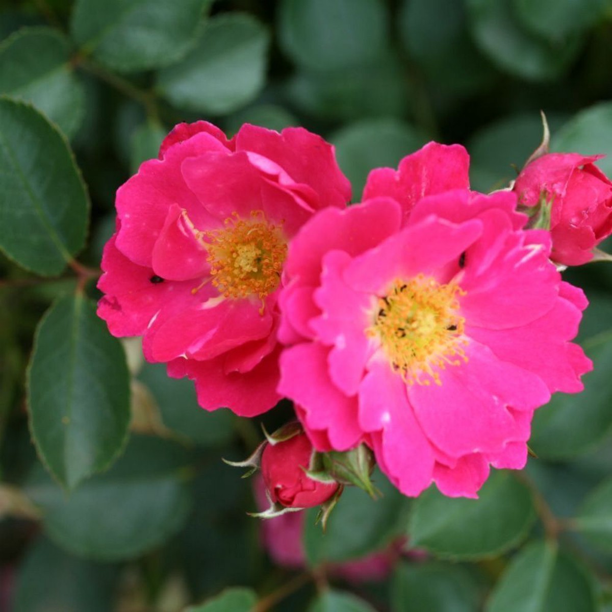 Whartons 'Flirt' Pink Patio Rose 3Ltr Pot