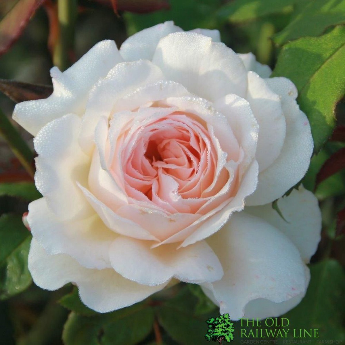 Whartons 'Pearl' Pink Floribunda Rose 3Ltr Pot