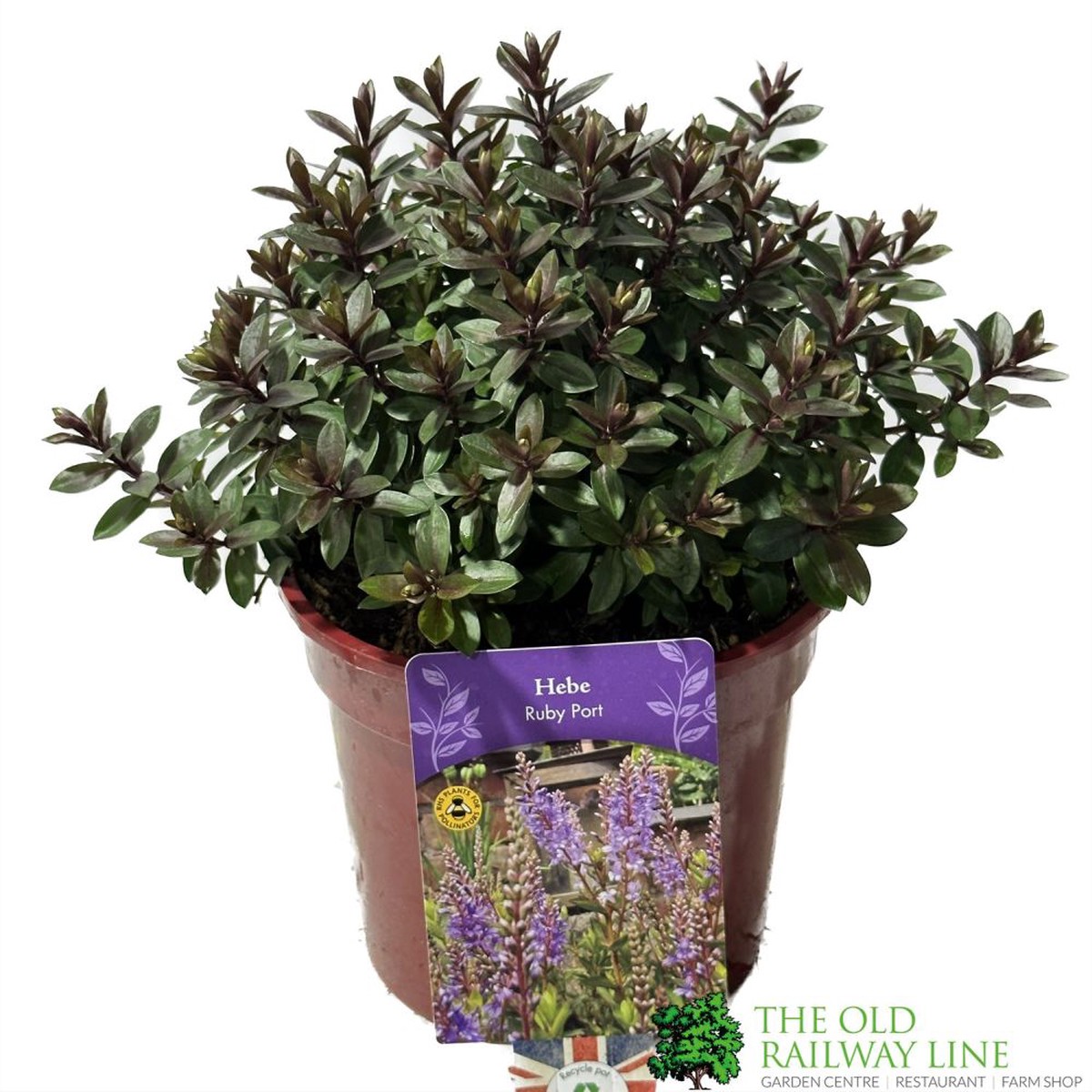 Hebe ‘Ruby Port’ Plant 2Ltr Pot