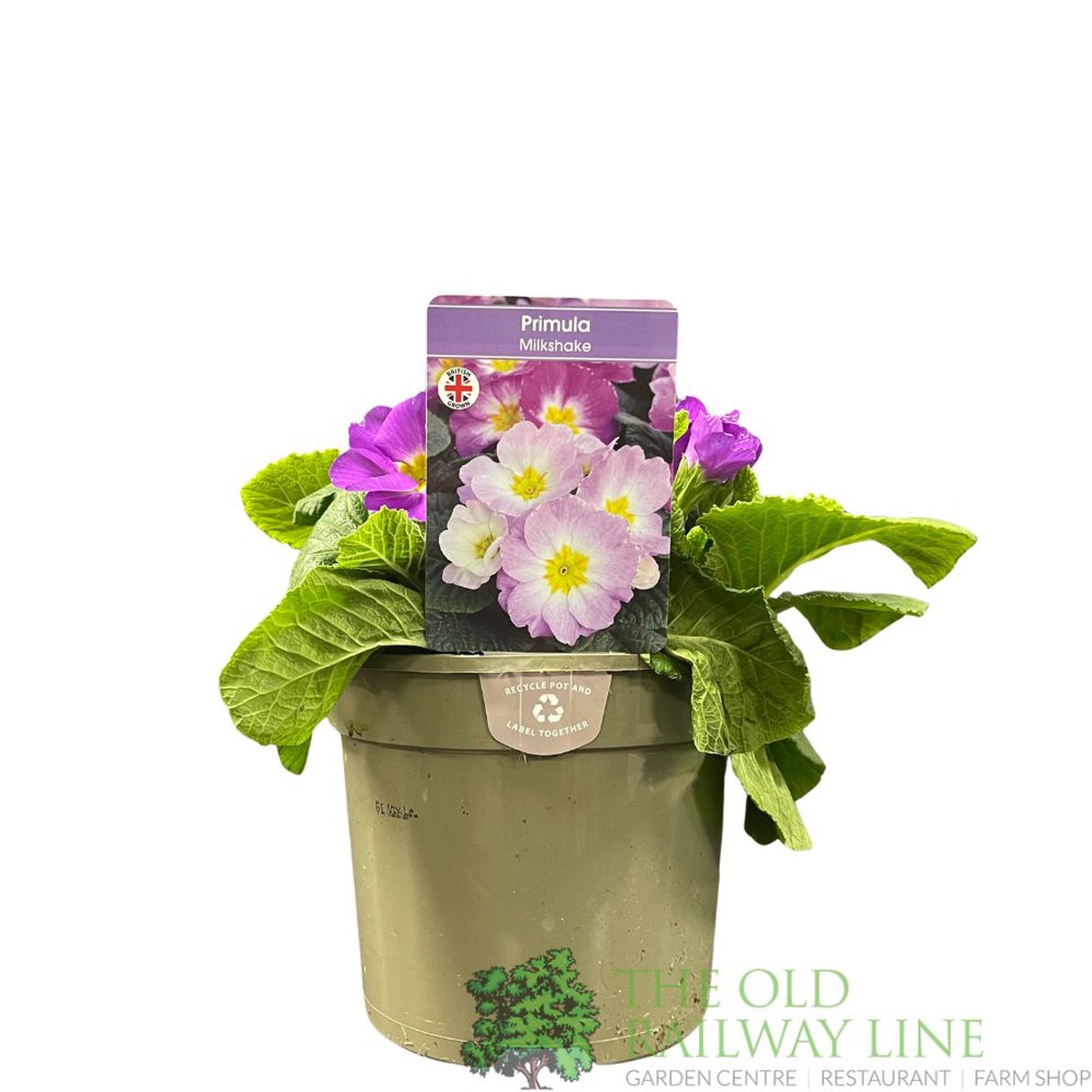 Primula vulgaris ‘Milkshake’ English Primrose 2Ltr Pot