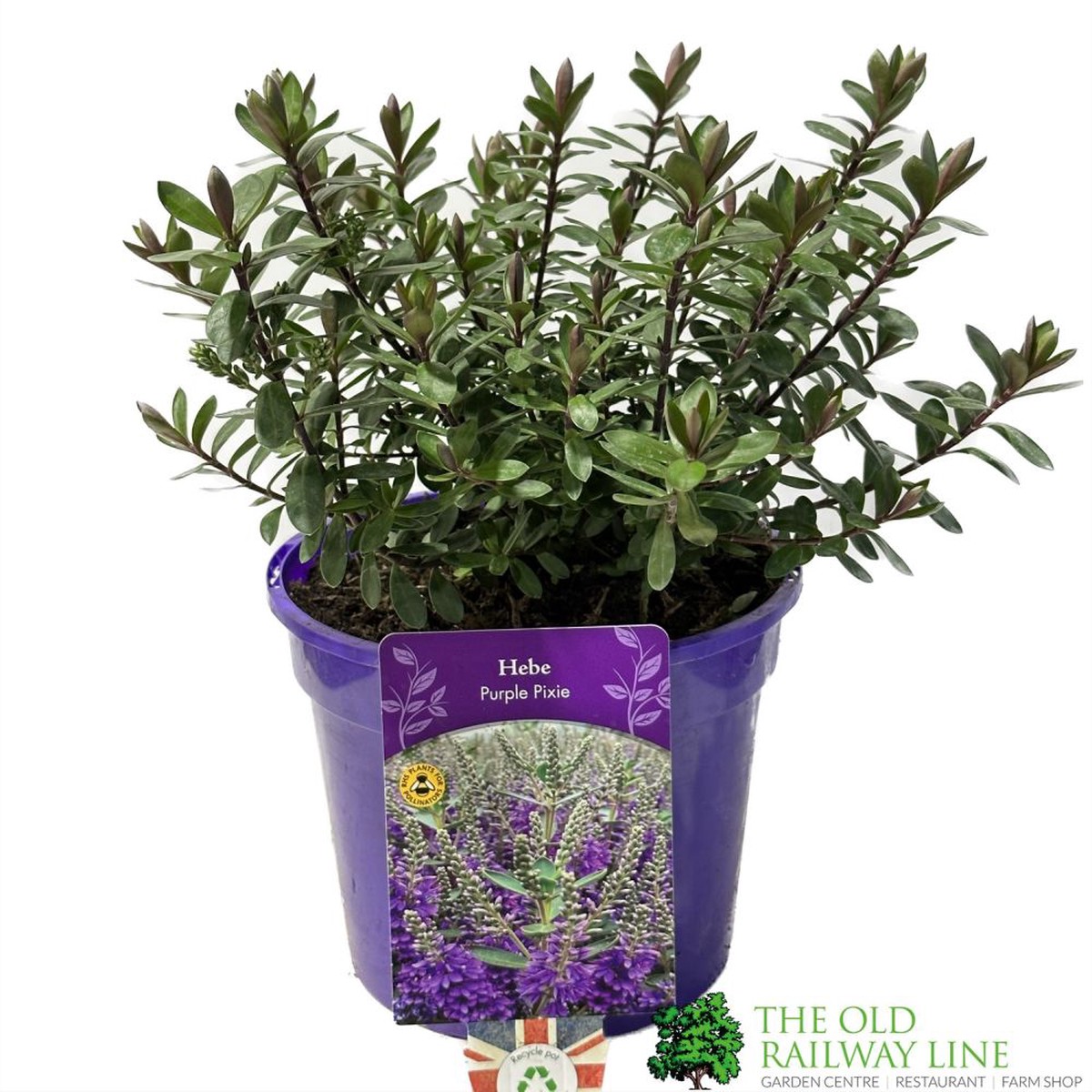 Hebe ‘Purple Pixie’ Plant 2Ltr Pot