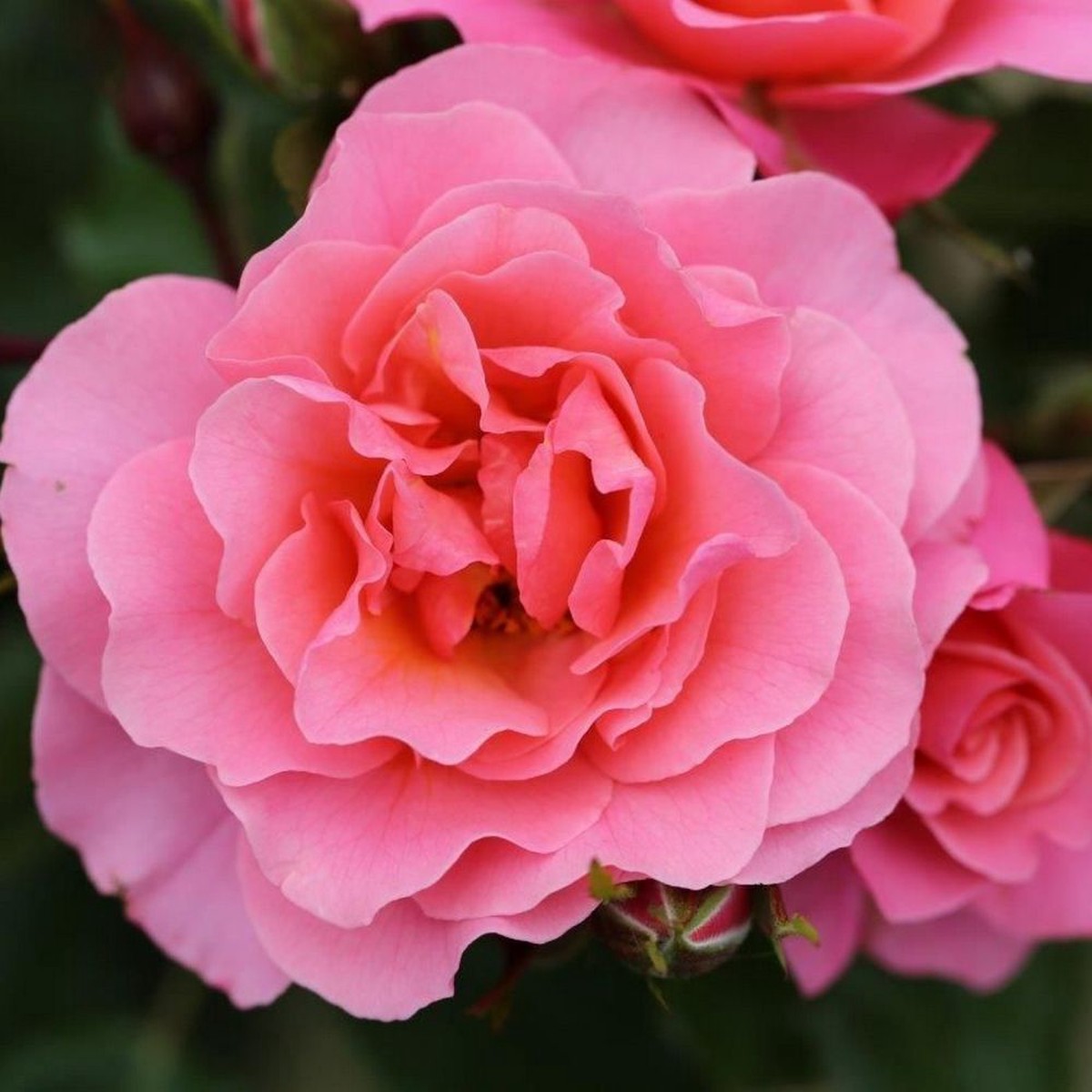 Whartons ‘Anne’s Rose’ Pink Floribunda Bush Rose 3Ltr Pot