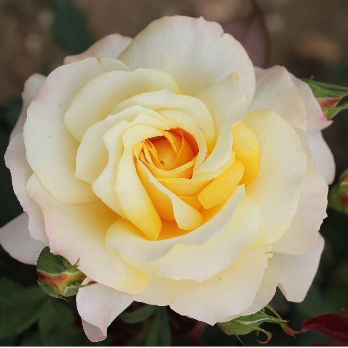 Whartons ‘Sunny Sky’ Cream Hybrid Tea Rose 3Ltr Pot
