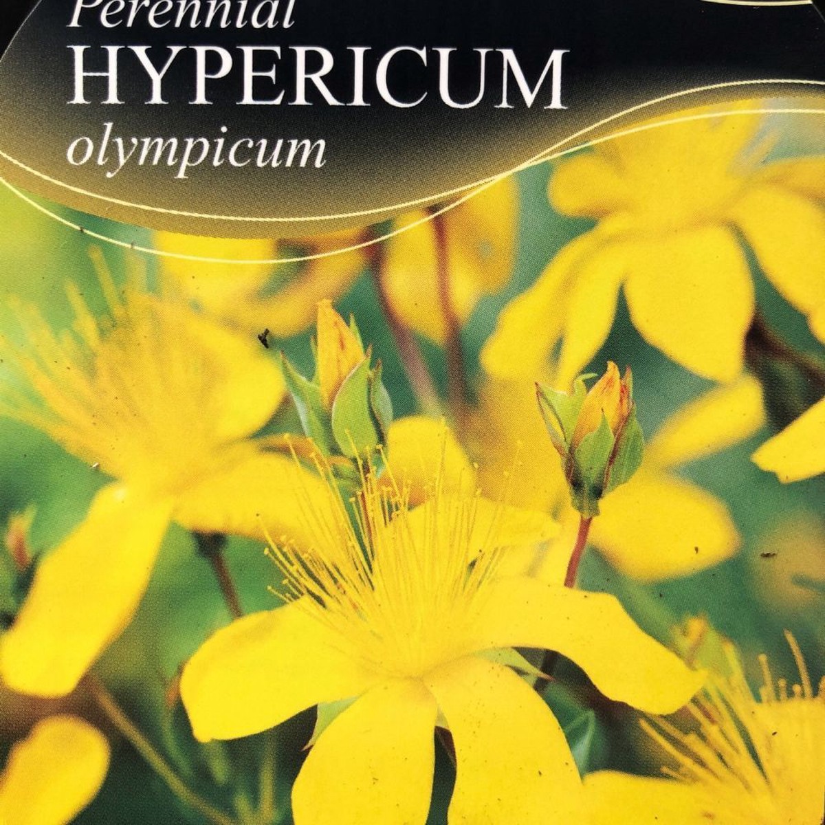 Hypericum olympicum ‘Grandiflorum’ Plant 1Ltr Pot