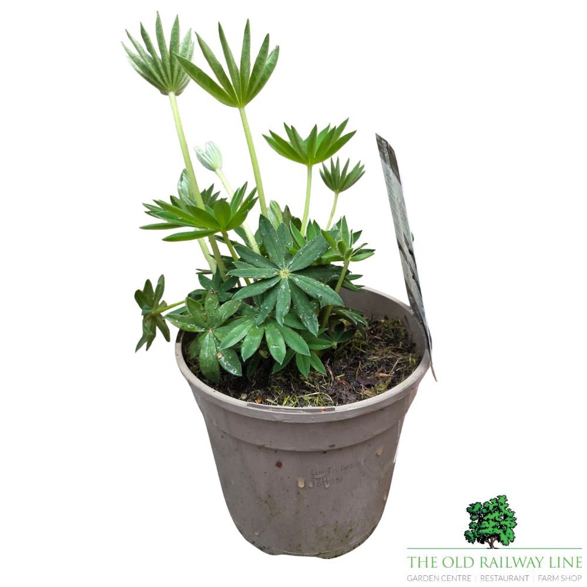 Lupinus ‘Desert Sun’ – West Country Lupin – 1.5Ltr Pot