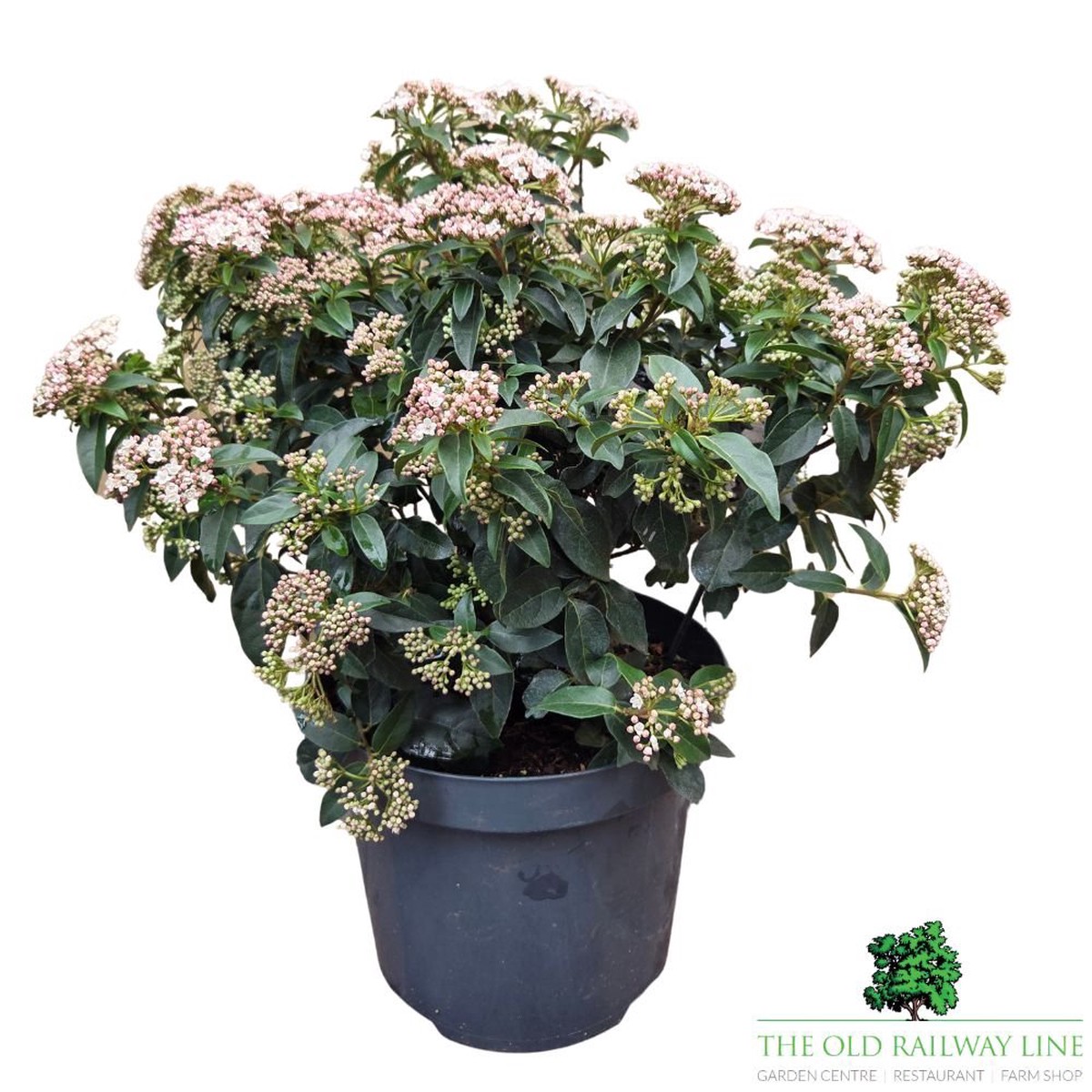 Viburnum tinus ‘Eve Price’ – Shrub Plant – 7.5Ltr Pot