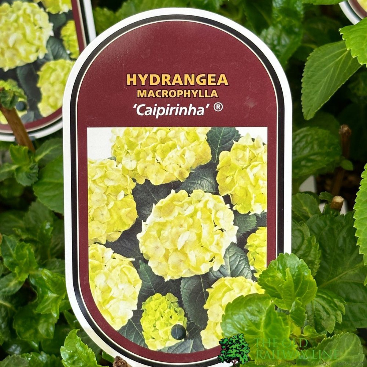 Hydrangea macrophylla ‘Caipirinha’ 3Ltr Pot