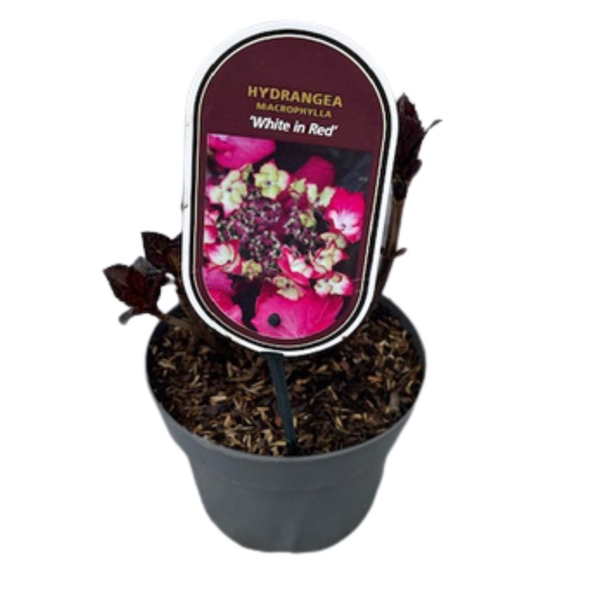 Hydrangea macrophylla ‘White in Red’ 3Ltr Pot