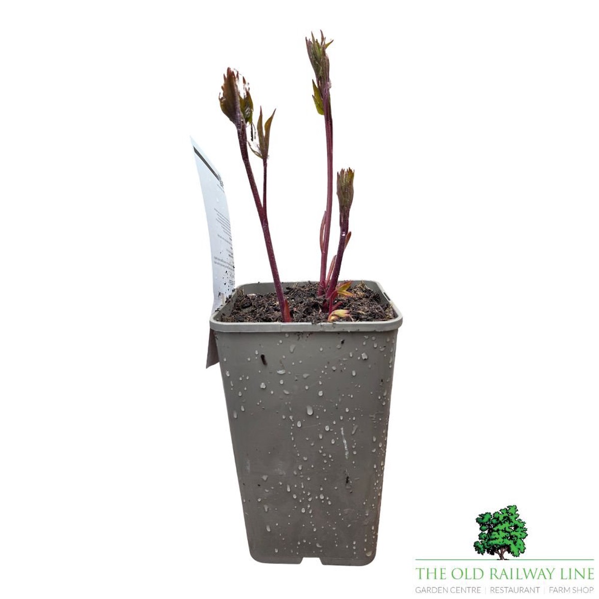 Paeonia lactiflora ‘Bowl of Love’ – Peony Plant – 3.5Ltr Pot