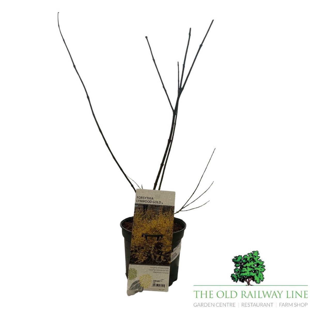Forsythia intermedia ‘Lynwood Variety’ – 3Ltr Pot