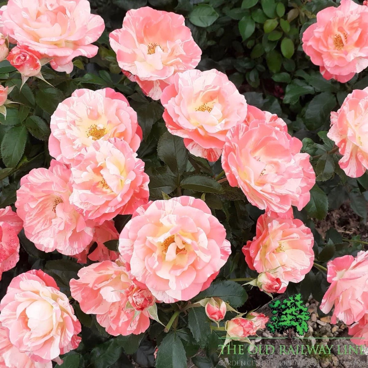 Eirona’s Delight Rose Potted Plant – 3Ltr Pot