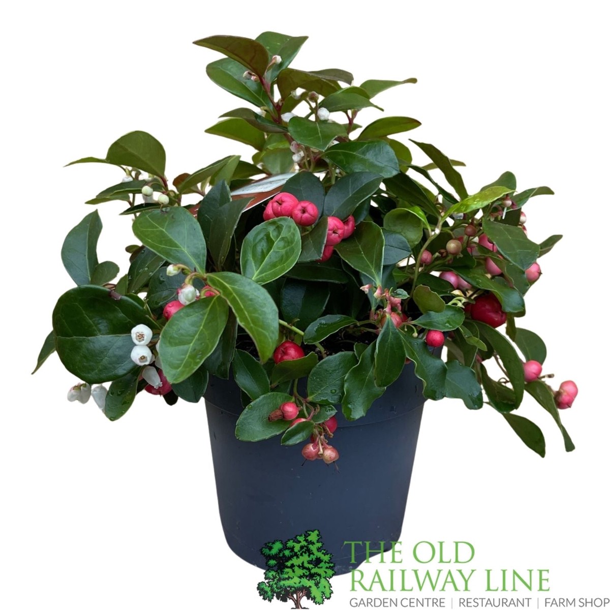 Gaultheria Procumbens Big Berry plant – 12cm Pot