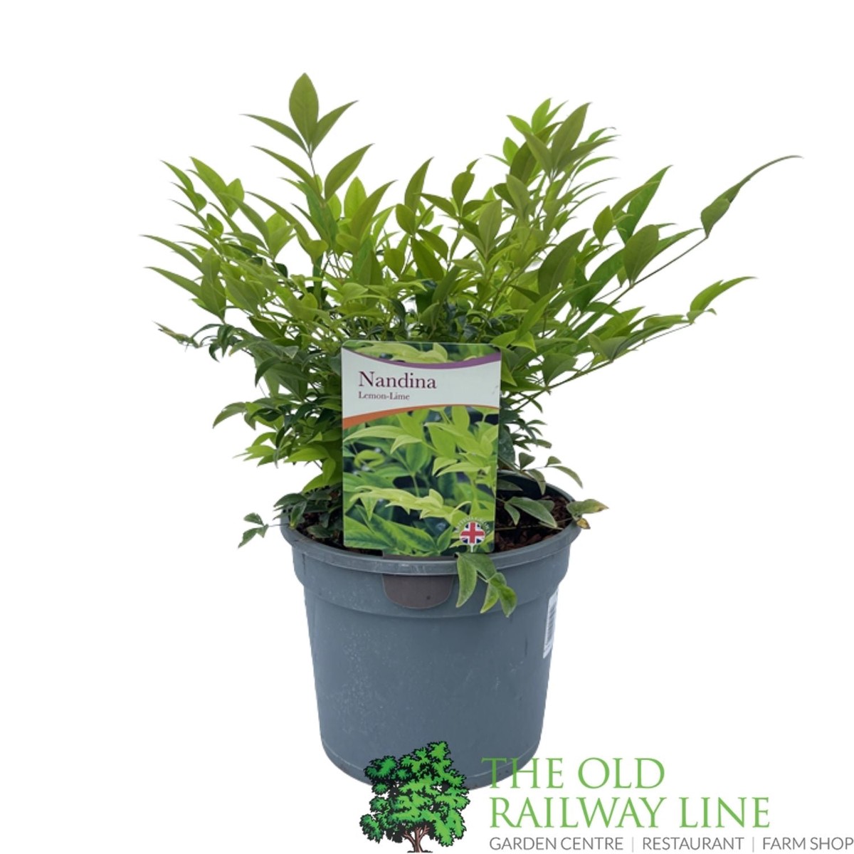 Nandina Domestica ‘Magical Lemon-Lime’ Plant – 3Ltr Pot