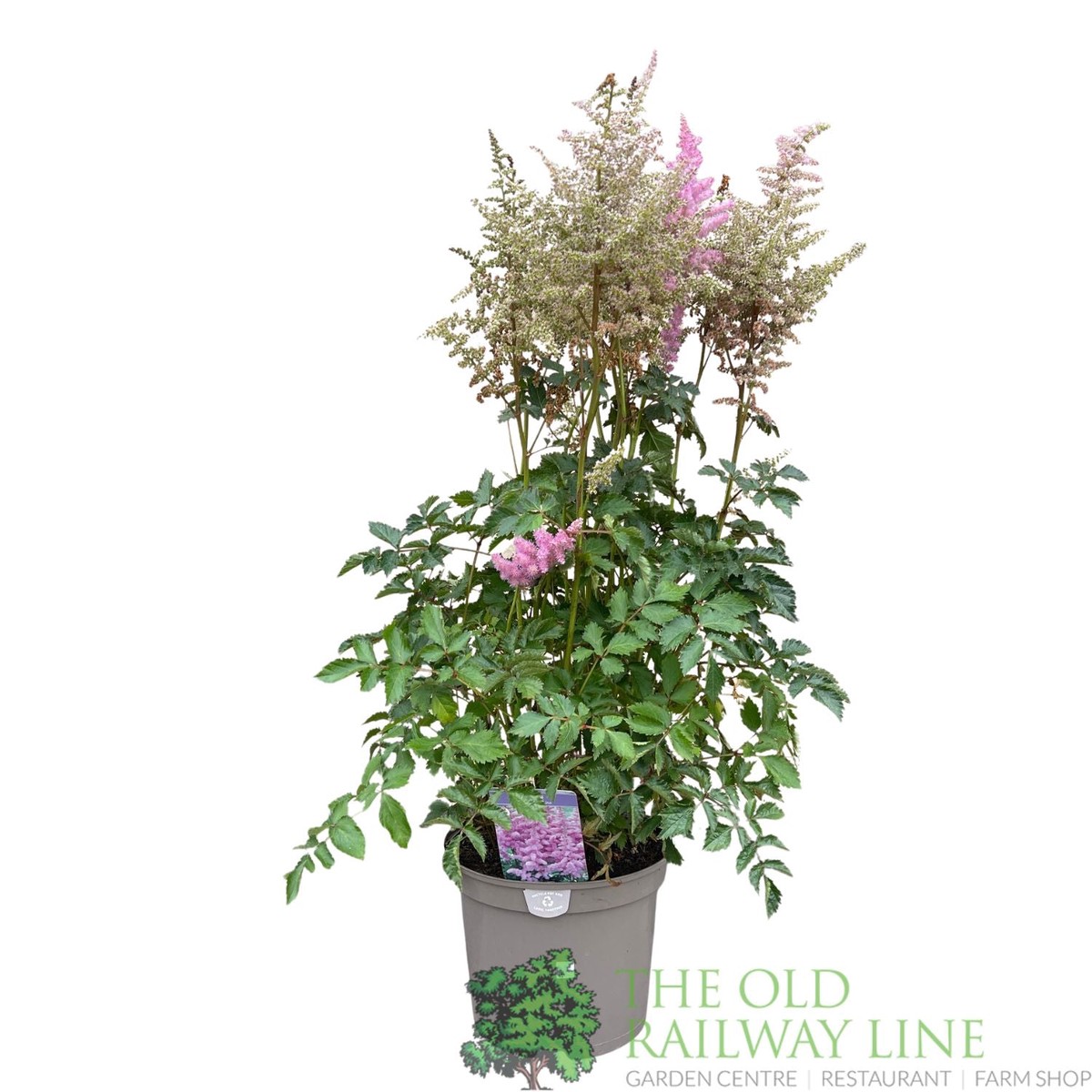 Astilbe ‘Heart & Soul’ Plant – 5Ltr Pot