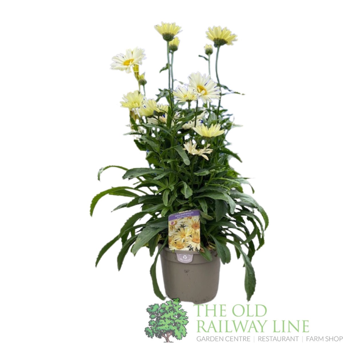 Leucanthemum x superbum ‘Broadway Lights’ Daisy Plant – 3Ltr Pot