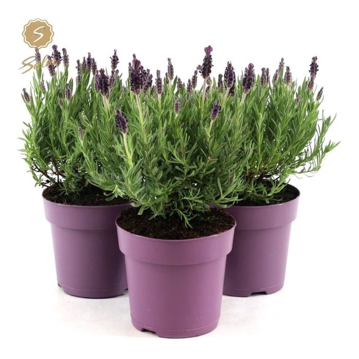 Green Inspiration Lavandula ‘St Anouk’ Standard Zinc Lavender 15cm Pot