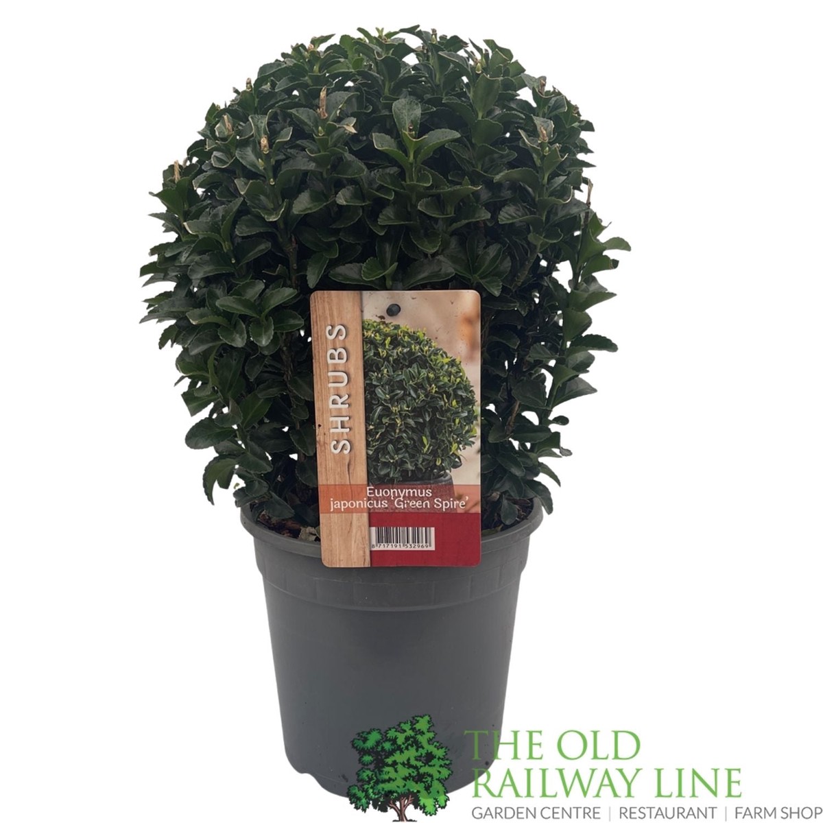New Arrival Euonymus Japonicus ‘Green Spire’ 2ltr Pot
